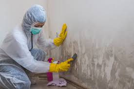 Best Real Estate Mold Inspection in USA